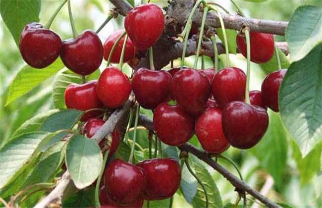 车厘子种植的日常管理