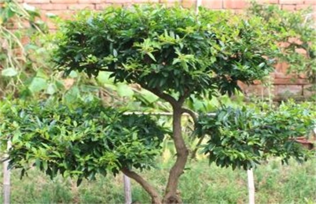 石榴树的修剪方法