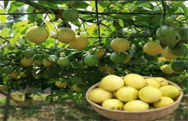 黄金百香果管理要点