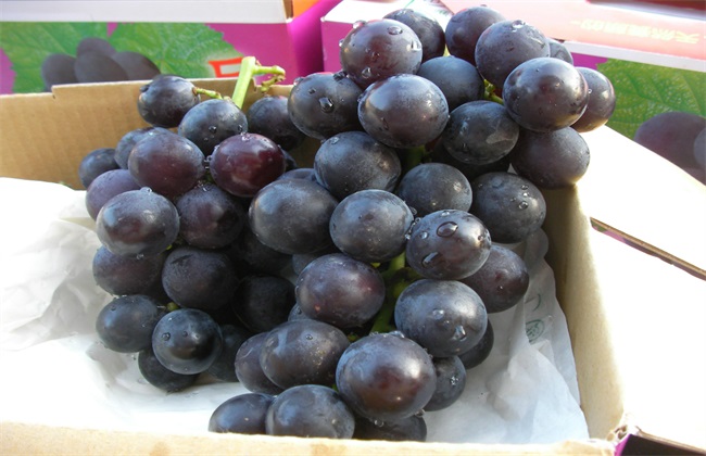 如何提高巨峰葡萄的品质