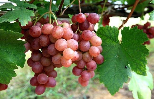 葡萄增产的方法