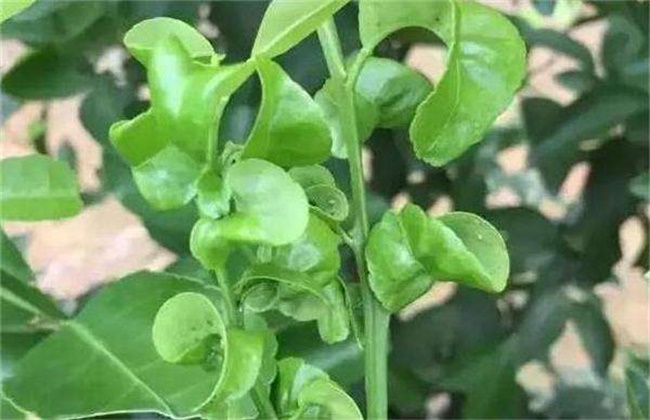 柑橘卷叶原因及解决方法