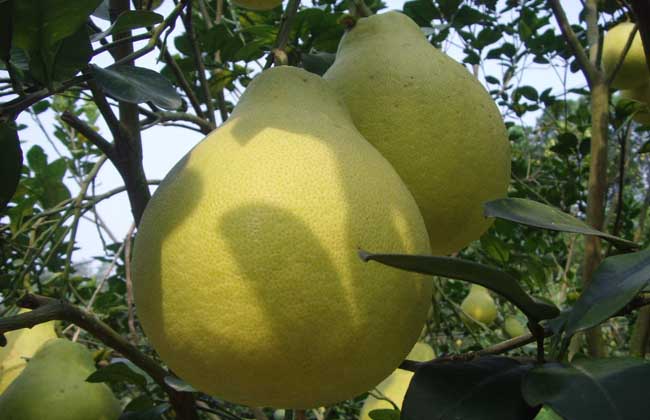 沙田柚是哪里的特产?