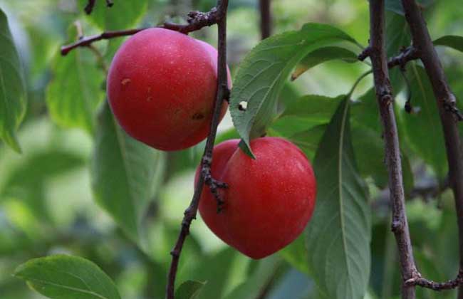 李子是酸性还是碱性?