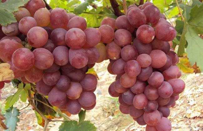 葡萄霜霉病怎么治才好?