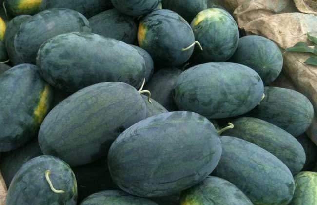 黑美人西瓜怎么挑?