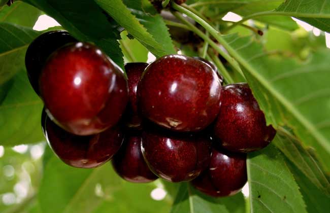 车厘子为什么那么贵?