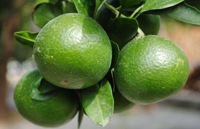 橘子几月份成熟上市?