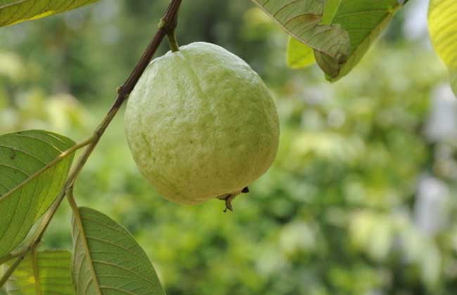 番石榴是什么水果?