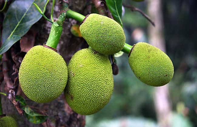 菠萝蜜什么时候上市?