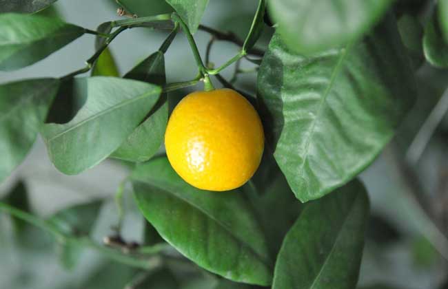金桔的产地在哪里?