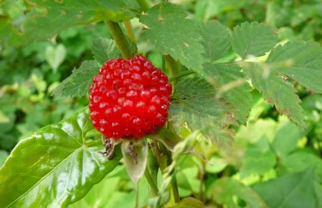 空心泡的果可以吃吗?