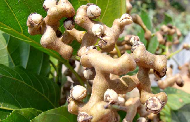 鸡爪梨是什么东西?