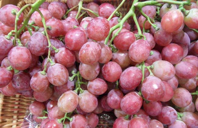 红提产地在哪里?