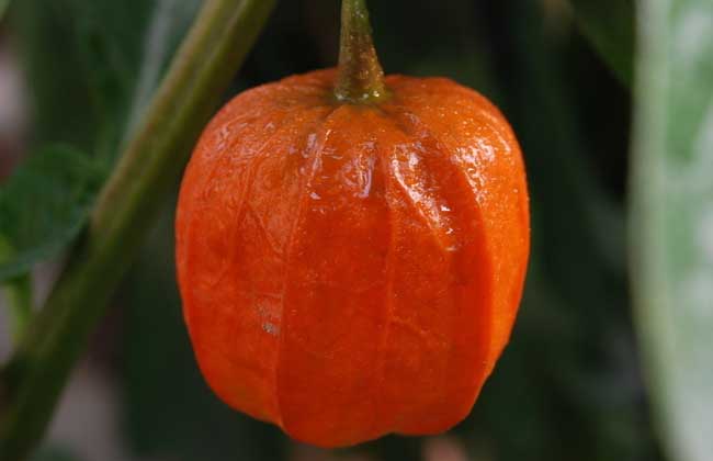 含羞果产地在哪里?