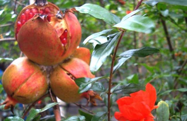 石榴树长什么样子?