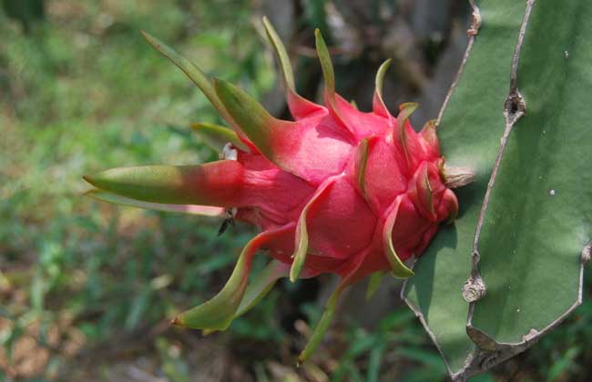 火龙果是仙人掌的果实吗?