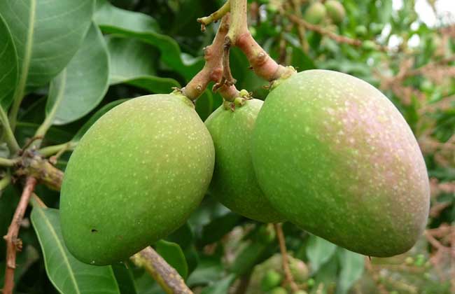 芒果产地在哪里?