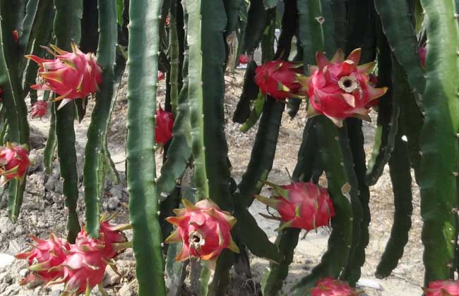 火龙果几年能结果?