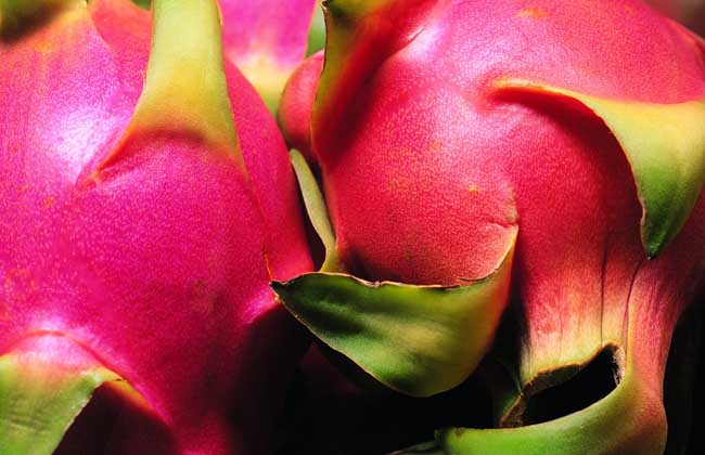 火龙果是凉性的吗?