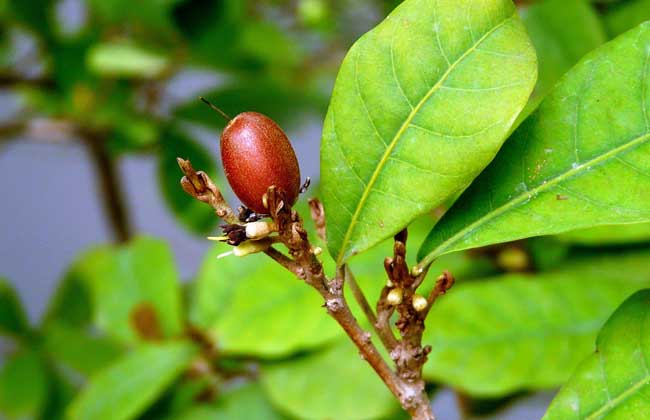 神秘果产地在哪里?