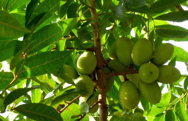 橄榄产地在哪里?