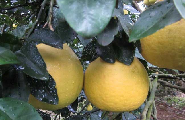 沙田柚种植几年结果？