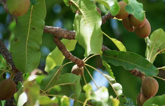 牛油果什么时候成熟?