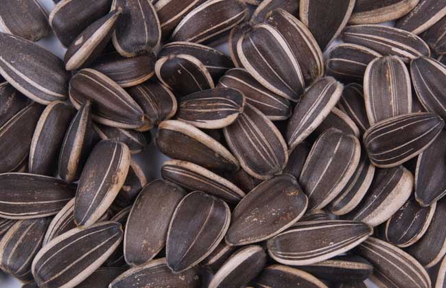 瓜子是不是坚果?