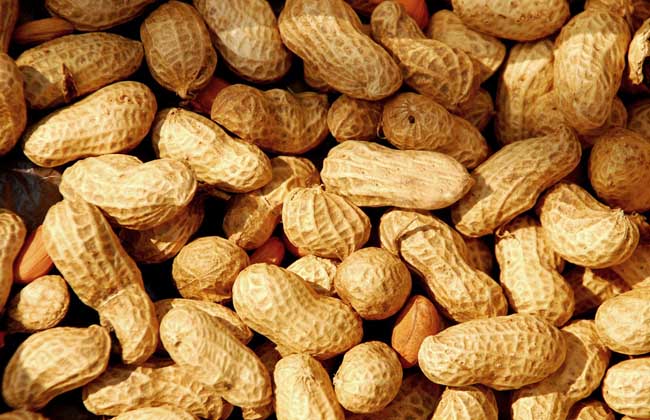 花生是不是坚果?