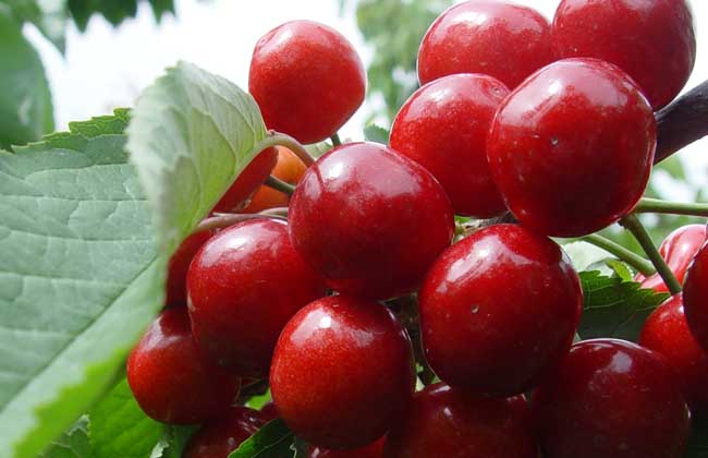 车厘子的品种有哪些?