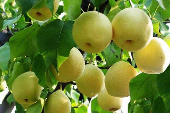 鸭梨的产地有哪些地方?