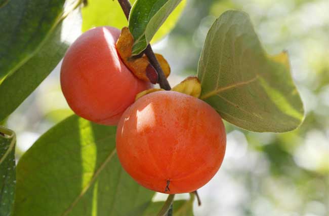 柿子的产地有哪些地方?