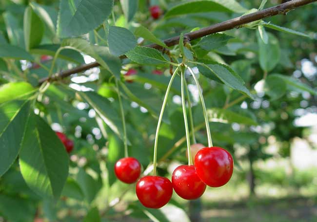 樱桃树苗种植时间是什么时候？
