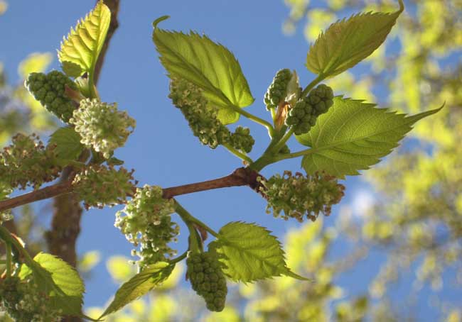 桑葚产地有哪些?