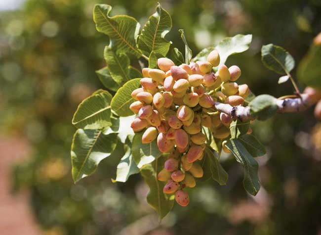 开心果产地是那些地方?