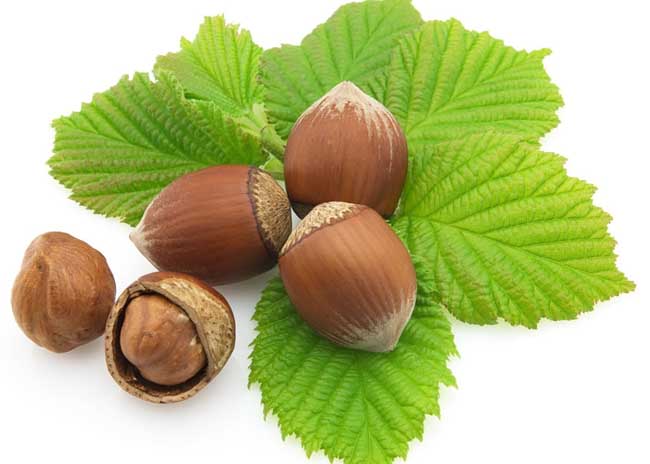 榛子产地有哪些地方?