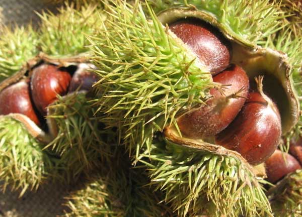 板栗产地在哪里?