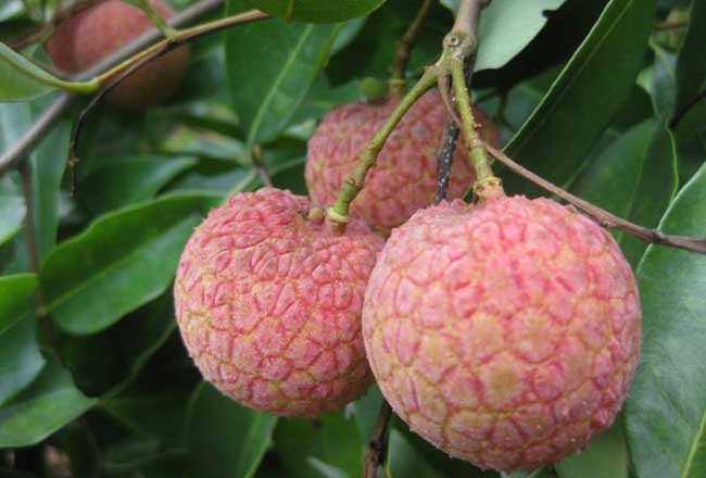 荔枝产地在哪里?