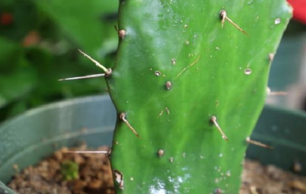 徒长的仙人掌能扦插吗?