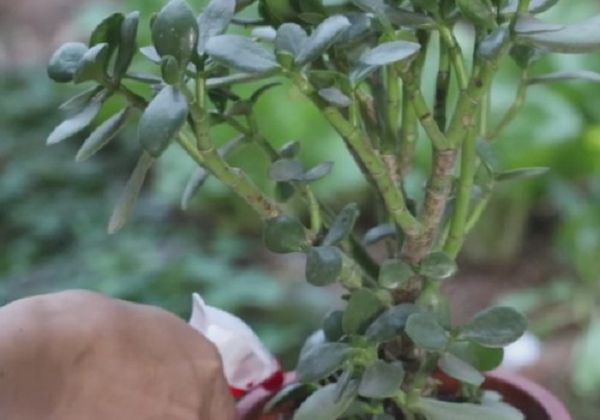 玉树叶片发黄、发白怎么办?