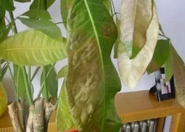 盆栽枯萎了怎么办?