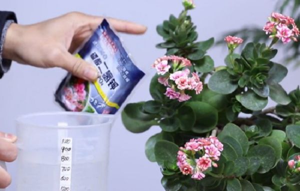 长寿花施肥要掌握技巧，它生长才旺盛开花才多