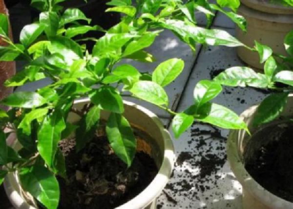 三角梅移栽后掉叶子怎么办?