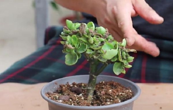 长寿花叶片焦黄,是怎么回事?