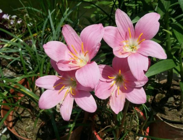 风雨兰怎么种植？风雨兰的种植方法