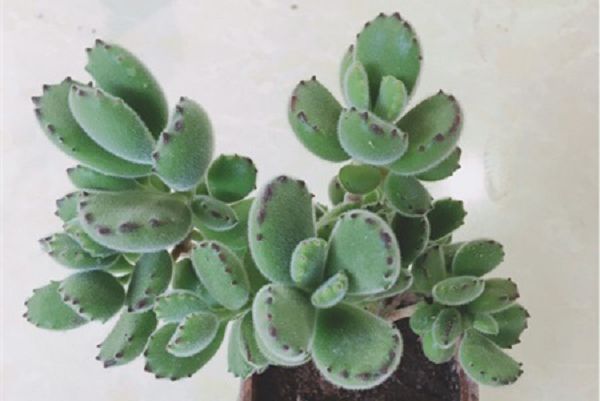 怎么让熊童子爪子变红,红爪多肉怎么养