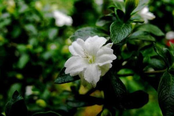 六月雪叶子干枯掉落,五种原因以及解决方法