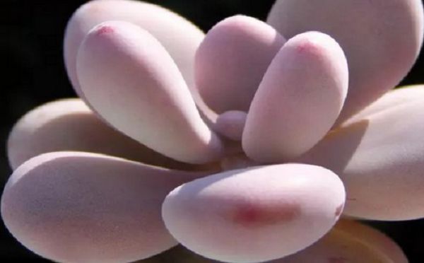 桃美人徒长能做老桩吗?