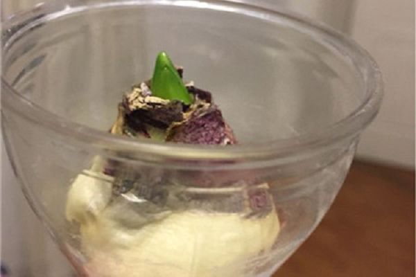 风信子水培多久长根,多久开花